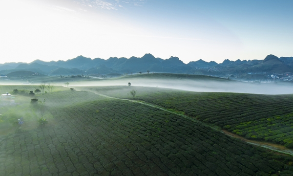 View - 	Moc Chau tea hills in fog